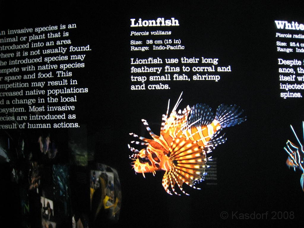 Baltimore MD 2009 1390.jpg - A 4th of July trip to Washington DC in 2009 included a stop in Baltimore MD to see the National Aquarium.